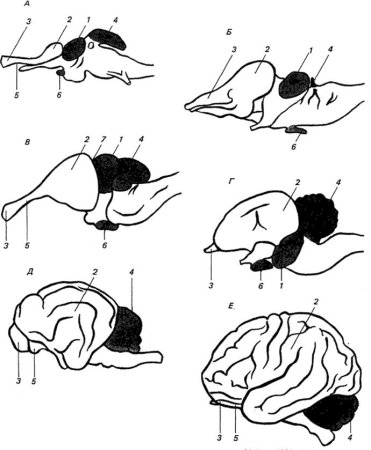 Строение головного мозга позвоночных
