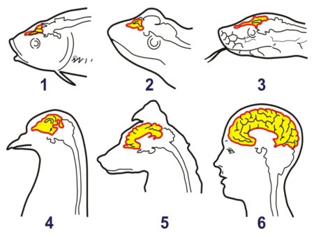 Строение головного мозга позвоночных