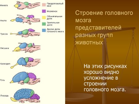 Схема развития головного мозга позвоночных