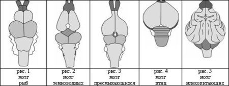 Строение головного мозга хордовых