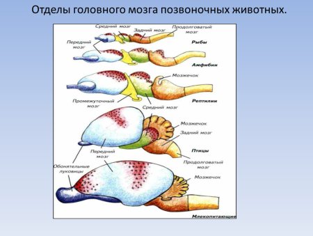 Отделы мозга позвоночных животных