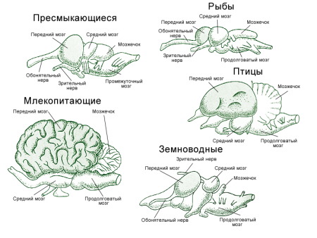 Строение мозга рыбы земноводные пресмыкающиеся птицы млекопитающие