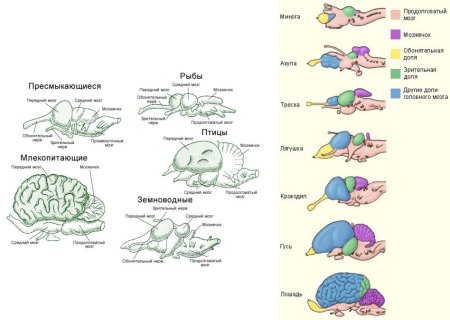 Эволюция головного мозга позвоночных таблица