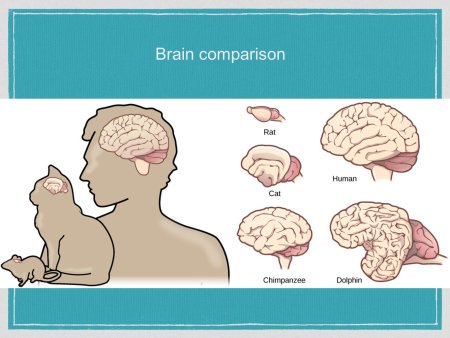 Мозги животных