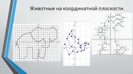 Животное на коорд плоскости