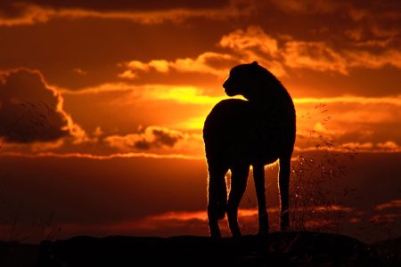 Силуэт животных на закате