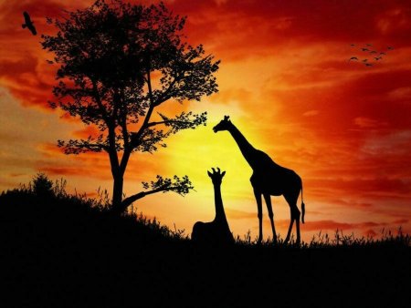 Жираф на закате