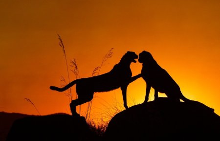 Животные на закате