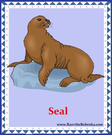 Тюлень карточка для детей