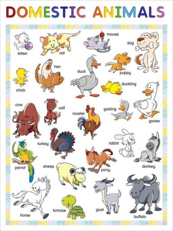 Животные на английском языке для детей