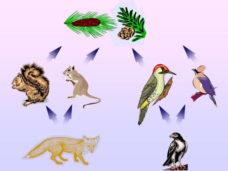 Биоценоз цепи питания куропатка