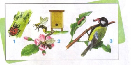 Цепочка питания по окружающему миру