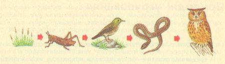 Невидимые нити в лесу схема