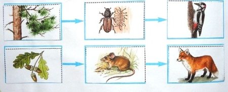 Цепь питания волка