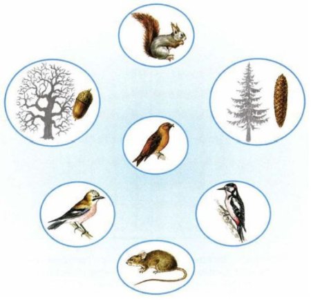 Цепь питание лесных зверей