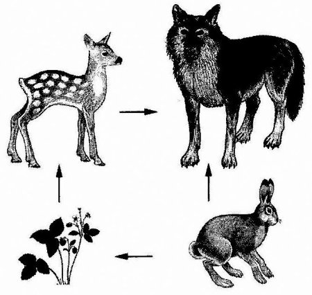Схема цепи питания леса