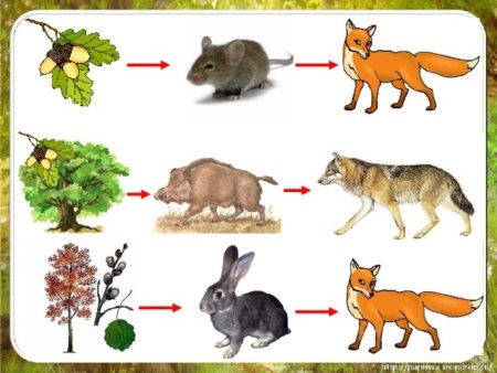 Связь Живая и неживая природа 2 класс невидимые нити в