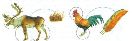 Пищевая цепочка животных