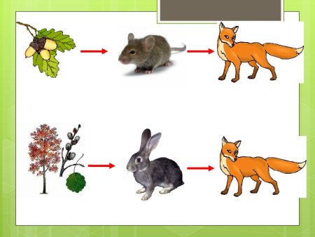 Нити невидимые пищевая цепочка