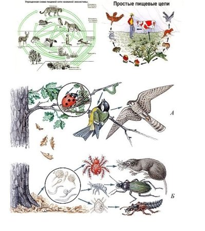 Животные в порядке увеличения размеров