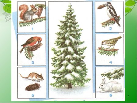 Пример связи между растениями и животными