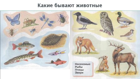 Схема цепей питания в живой природе