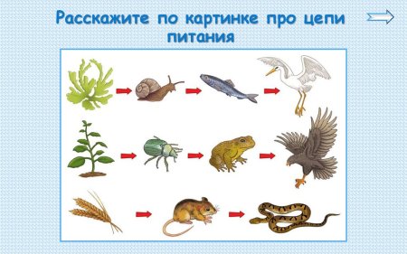 Рисунки животных из красной книги