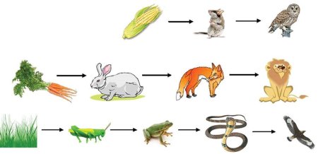 Пищевые Цепочки 5 класс биология