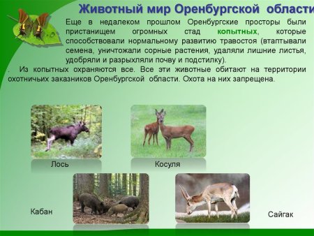 Животные родного края Оренбургской области