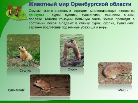 Животные Оренбургской области