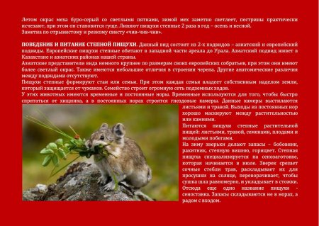 Красная книга животных Оренбургской области