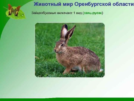 Животные Оренбургской области