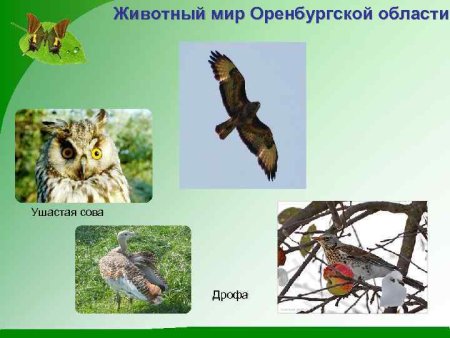 Животные Оренбургской области