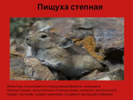 Красная книга Оренбургской области книга животные