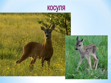 Животные Оренбургской области