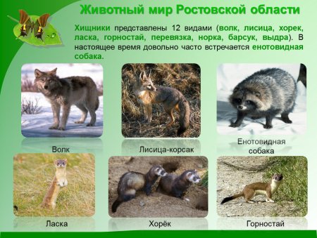 Животные Оренбургской области