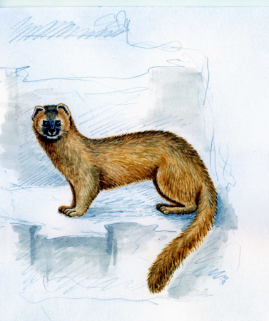Красная книга рисунок