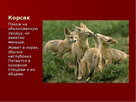 Животное из красной книги России