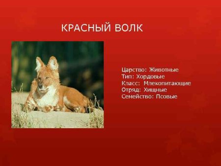 Уссурийский пятнистый олень рисунок