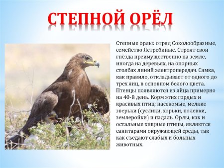 Лось картинка раскраска