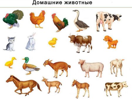 Domestic animals for Kids