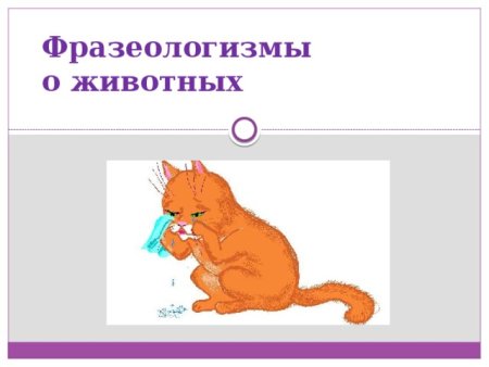 Фразеологические обороты про животных