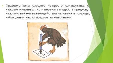 Фразеологизмы с названиями животных