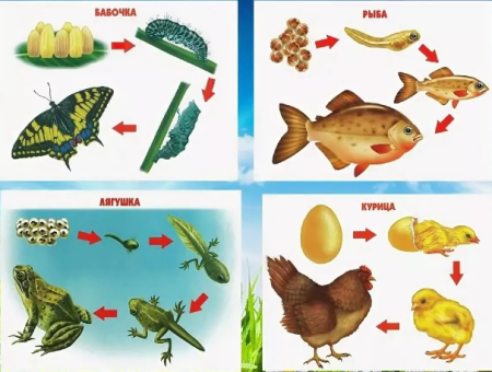 Схема развития животных