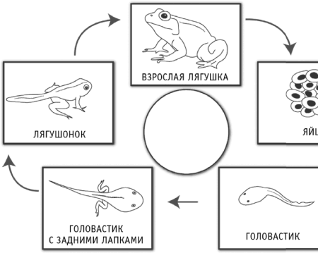 Схема жизненного цикла земноводных
