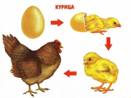 Модель развития птиц