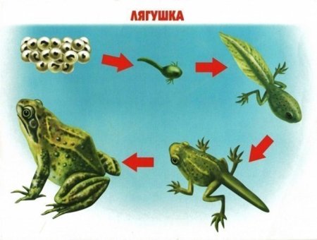 Стадии превращения лягушки