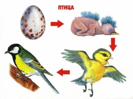 Цепочка развития птиц