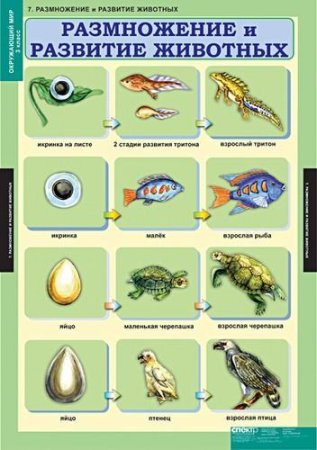 Стадии развития животных 3 класс окружающий мир