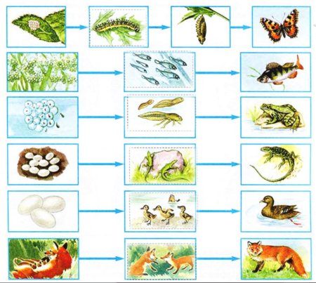 Схема размножение и развитие животных 3 класс окружающий мир